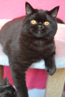 Photo №1. british shorthair - for sale in the city of Odessa | 327$ | Announcement № 5568
