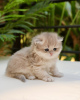 Photo №3. Lovely Muchkin Kittens For Adoption. Estonia