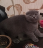 Photo №2 to announcement № 10678 for the sale of scottish fold - buy in Ukraine private announcement