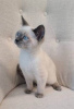 Photo №2 to announcement № 126146 for the sale of birman - buy in Germany private announcement