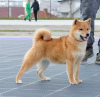 Additional photos: Shiba Inu puppies