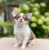 Photo №2 to announcement № 74830 for the sale of chihuahua - buy in Russian Federation from nursery
