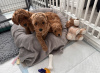 Photo №2 to announcement № 127626 for the sale of poodle (toy) - buy in Germany 