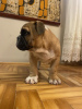 Additional photos: English bulldog