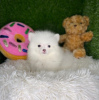 Photo №2 to announcement № 84940 for the sale of pomeranian - buy in United States private announcement