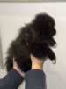 Photo №2 to announcement № 103345 for the sale of pomeranian - buy in United States private announcement