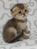 Photo №2 to announcement № 11426 for the sale of scottish fold - buy in Ukraine from nursery, breeder