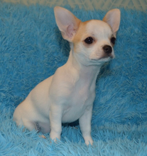 Photo №2 to announcement № 4907 for the sale of chihuahua - buy in Russian Federation breeder