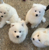 Photo №2 to announcement № 54779 for the sale of samoyed dog - buy in Finland breeder