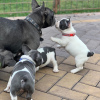 Photo №2 to announcement № 10960 for the sale of french bulldog - buy in United Kingdom private announcement