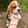 Photo №3. Beautiful tricolor beagle puppies.. Germany