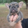 Photo №1. french bulldog - for sale in the city of Hartford | 400$ | Announcement № 109902