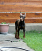 Photo №1. dobermann - for sale in the city of Belgrade | negotiated | Announcement № 54824