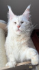 Photo №2 to announcement № 103590 for the sale of maine coon - buy in United States breeder
