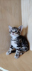 Photo №1. american shorthair - for sale in the city of Kiev | 850$ | Announcement № 11902