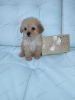 Photo №3. Toy poodle boy doll for sale. Russian Federation