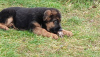 Photo №2 to announcement № 78089 for the sale of german shepherd - buy in Belarus breeder