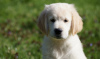 Photo №2 to announcement № 42508 for the sale of golden retriever - buy in United States breeder