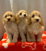 Photo №2 to announcement № 18189 for the sale of american cocker spaniel - buy in United Kingdom private announcement