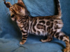 Photo №2 to announcement № 10631 for the sale of bengal cat - buy in Belarus private announcement, from nursery, breeder