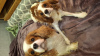 Additional photos: Perfect purebred Cavalier King Charles Spaniel puppies.