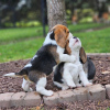 Photo №2 to announcement № 120611 for the sale of beagle - buy in Germany private announcement