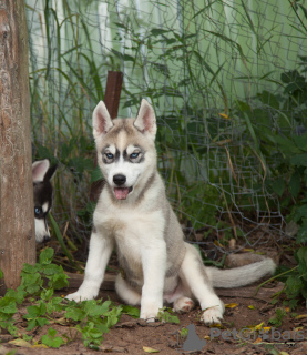 Photo №2 to announcement № 7312 for the sale of siberian husky - buy in Russian Federation from nursery