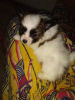 Photo №1. papillon dog - for sale in the city of Krivoy Rog | 500$ | Announcement № 67908