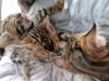 Additional photos: bengal kittens