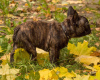 Photo №2 to announcement № 16506 for the sale of french bulldog - buy in Russian Federation breeder
