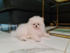 Photo №1. pomeranian - for sale in the city of Prague | 2500$ | Announcement № 63282