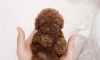 Photo №2 to announcement № 60162 for the sale of poodle (toy) - buy in Israel private announcement