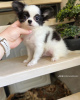 Photo №4. I will sell chihuahua in the city of Birlenbach. breeder - price - 433$