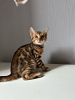 Additional photos: Gorgeous bengal kittens