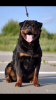 Additional photos: Rottweiler puppies for sale