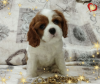 Photo №1. cavalier king charles spaniel - for sale in the city of Minsk | negotiated | Announcement № 69707