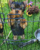 Photo №2 to announcement № 10723 for the sale of yorkshire terrier - buy in Russian Federation private announcement