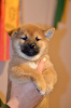 Photo №2 to announcement № 127291 for the sale of shiba inu - buy in Russian Federation private announcement, from nursery, breeder