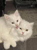 Photo №1. turkish angora - for sale in the city of Bremerhaven | Is free | Announcement № 108025