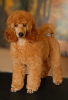 Additional photos: 2 мальчика от среднего пуделя (05 апреля 2023г.) - Two male medium poodle