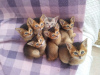 Photo №1. abyssinian cat - for sale in the city of Дармштадт | negotiated | Announcement № 109464