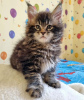 Photo №2 to announcement № 104300 for the sale of maine coon - buy in United States private announcement