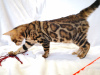 Photo №2 to announcement № 9292 for the sale of bengal cat - buy in Belarus from nursery