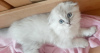 Photo №1. scottish fold - for sale in the city of Trier | 423$ | Announcement № 57415