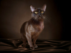 Additional photos: European burmese