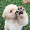 Additional photos: GOLDEN RETRIEVER PUPPIES AVAILABLE