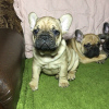 Photo №1. french bulldog - for sale in the city of Нежин | 400$ | Announcement № 8531