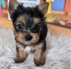 Additional photos: Yorky puppies