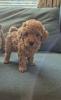 Photo №1. poodle (toy) - for sale in the city of Фискари | 338$ | Announcement № 123461