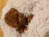 Photo №2 to announcement № 85407 for the sale of poodle (toy) - buy in Poland breeder